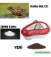 .TatlıSu Kurbağası Teraryumu Yaşam Alanı (Teraryum+Yem+Kurbağa) Komple Set