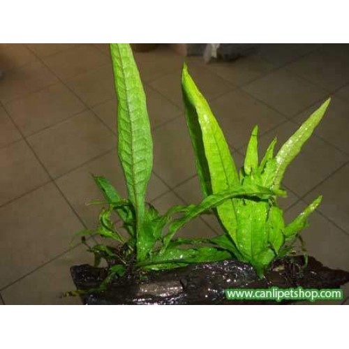 Mango Köküne Tutturulmuş  Java Fern 3 Yaprak