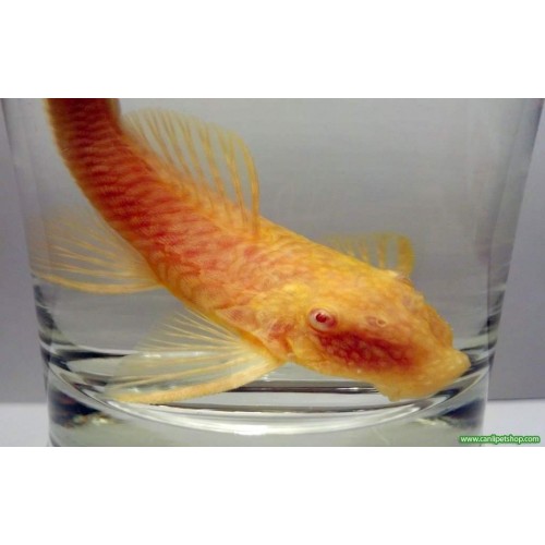 Vatoz Cüce Albino L144 Göz Kırmızı 1 Ad  6-8 cm DİŞİ