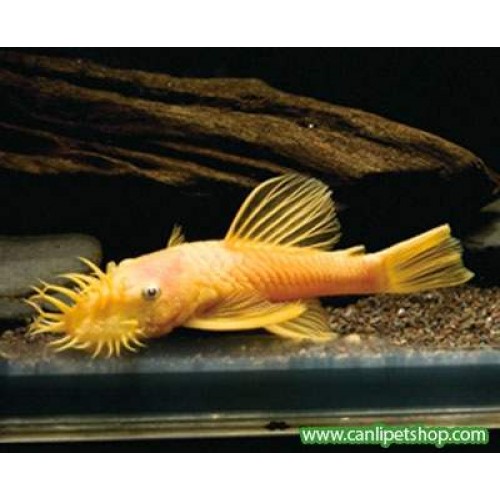 Vatoz Cüce Albino L144 Göz Kırmızı 1 Ad 4-5 cm