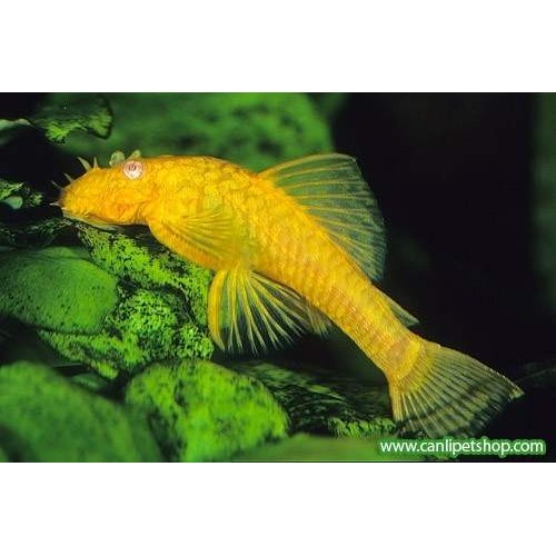 Vatoz Cüce Albino L144 Göz Kırmızı 1 Ad 4-5 cm