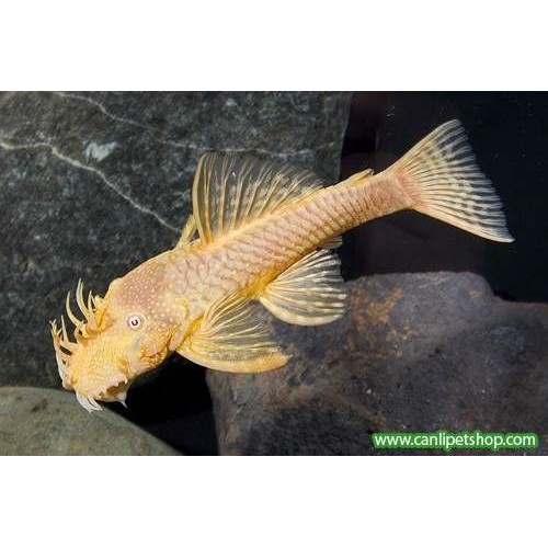 Vatoz Cüce Albino L144  MAVİ GÖZ Koloni 2 Ad 5-7 Cm  1 dişi 1 erkek 