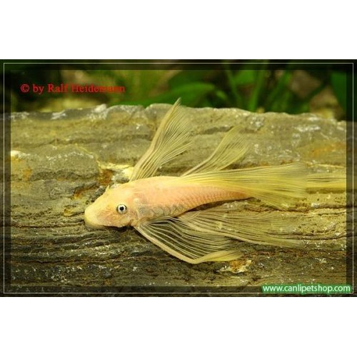 Vatoz Cüce Albino L144 Göz Mavi Tül Kuyruk 1 Ad 4-6 Cm