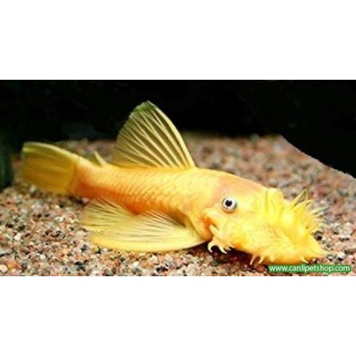 Sipariş  Vatoz Cüce Albino L144  Göz Mavi 10 Ad 2-3 cm 