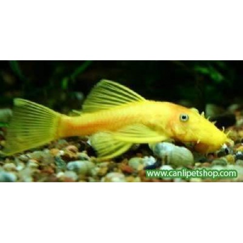 Vatoz Cüce Albino L144  Göz Mavi 1 Ad 4-6 Cm Damızlık DİŞİ 