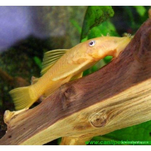 Vatoz Cüce Albino L144  Göz Mavi 1 Ad  4-5 cm