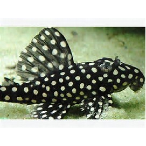 **Sipariş** Vatoz Cüce L201 (Hypancistrus contradens) 3-4 Cm 1 Ad 