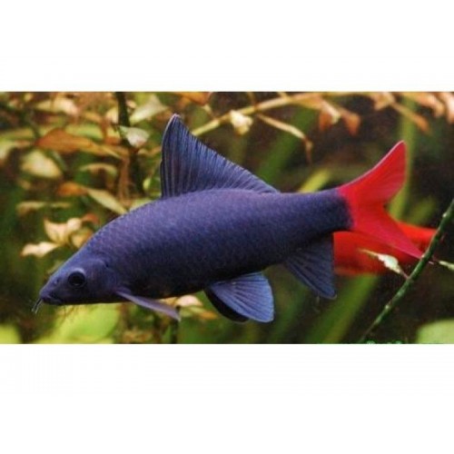 Frenatus siyah Labeo 2 Ad 5-6 Cm ( 1 Erkek 1 Dişi ) Çöpçü Balığı Ve Yosun Yer