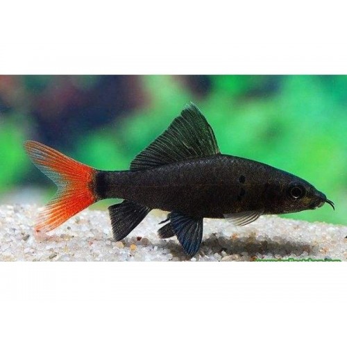 Frenatus siyah Labeo 2 Ad 5-6 Cm ( 1 Erkek 1 Dişi ) Çöpçü Balığı Ve Yosun Yer