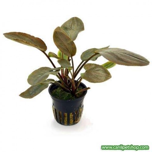 Cryptocoryne Meeboldi Red Round 1 kök 4-6 Cm