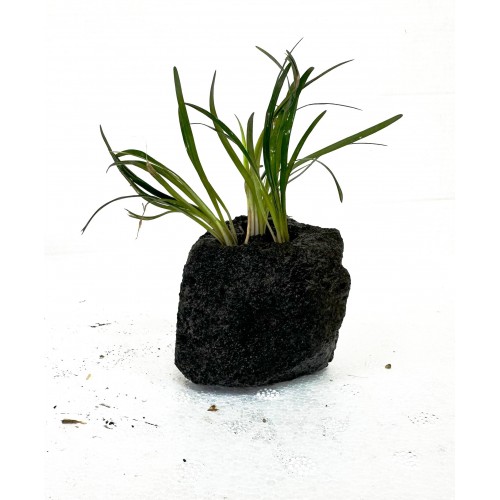 Lav Kayasına Tutturulmuş Cüce Saz Ophiopogon japonicus Minima (Zemin) 1 kök 4-5 Cm