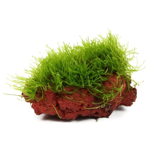 Moss Taşa Tutturulmuş Moss -Willow Moss (Fontinalis antipyretica)