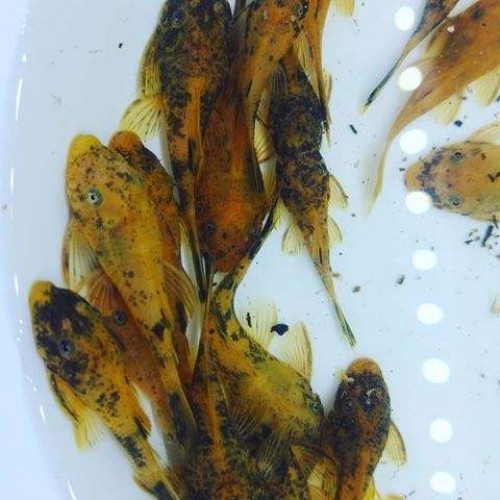 Vatoz Cüce Lda 16 Normal Yüzgeç 1 Ad  5-6 Cm