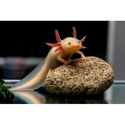 Axolotl leucistic 12-15 Cm Kampanya Uyumlu Tür !!!