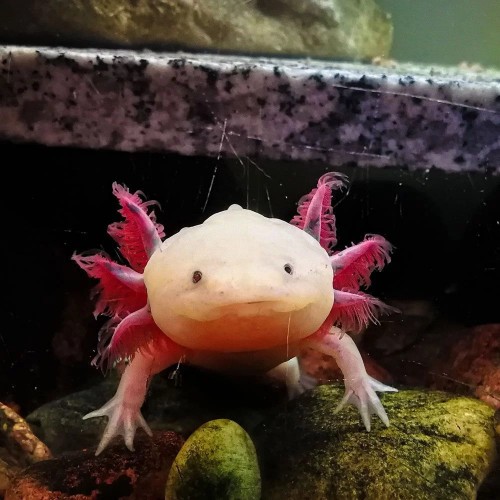 Axolotl leucistic 12-15 Cm Kampanya Uyumlu Tür !!!
