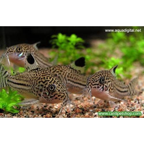 Çöpçü Leopar 1 Adet 2-3 Cm