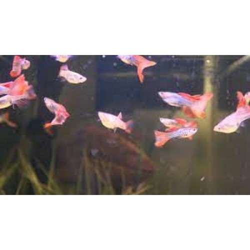 Lepistes Red Lace Snakeskin 1 Ad Dişi 4-5 Cm