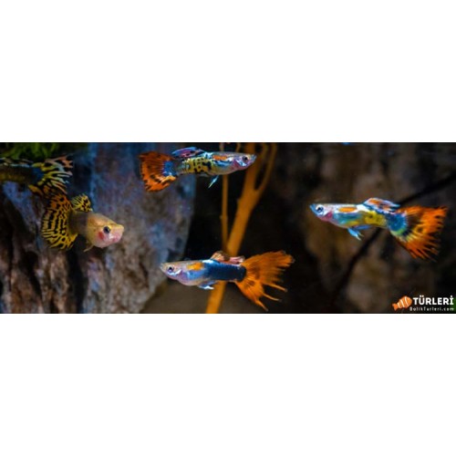 Lepistes  red dragon 1 Ad Dişi 3-4 Cm