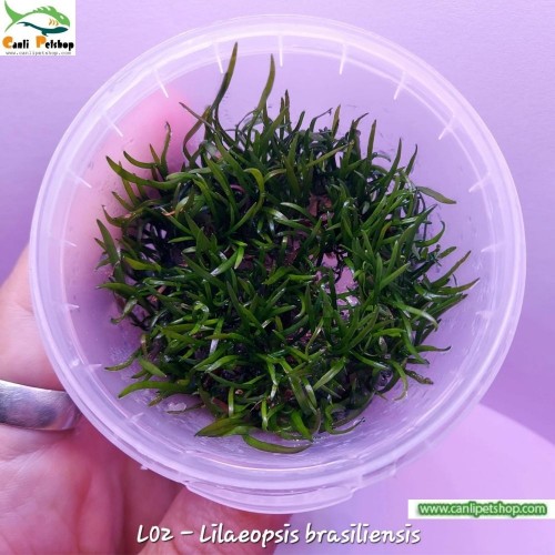 Lilaeopsis brasiliensis İn Vitro 120 cc Plastik Kavanoz Akvaryum Zemin Bitkisi