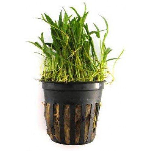 Lilaeopsis brasiliensis Zemin Bitkisi 1 Saksı 30-50 Kök