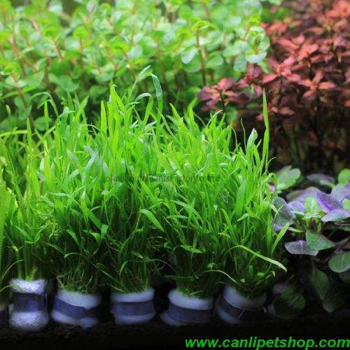 Lilaeopsis brasiliensis Zemin Bitkisi 1 Saksı 30-50 Kök