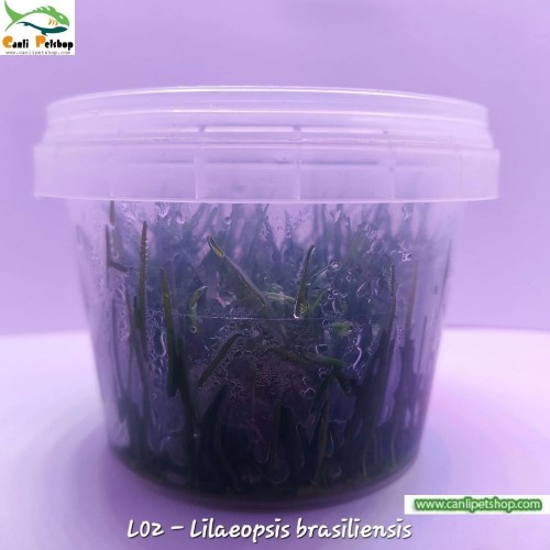 Lilaeopsis brasiliensis İn Vitro 120 cc Plastik Kavanoz Akvaryum Zemin Bitkisi
