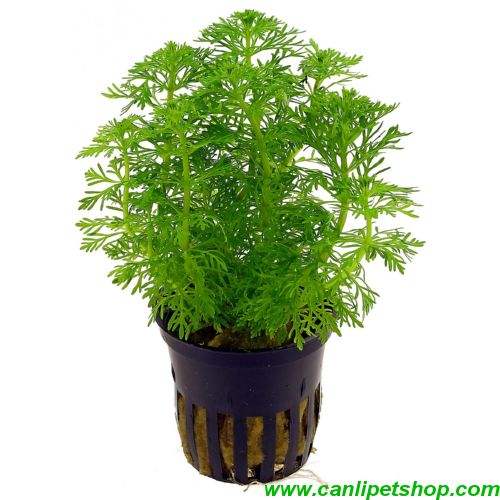 Limnophila sessiliflora 1 Saksı