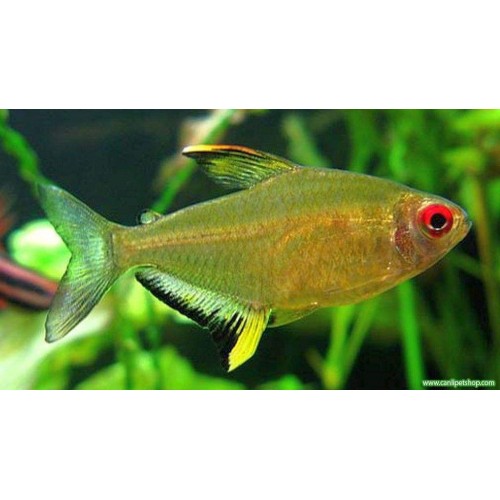 Tetra limon 1 Adet 2-3 Cm