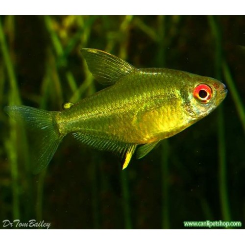 Tetra limon 10 Adet 2-3 Cm