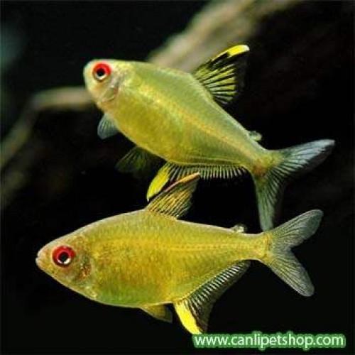 Tetra limon 1 Adet 2-3 Cm