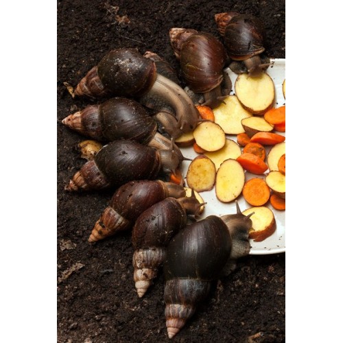 Dev Afrika Salyangozu ( Fulica ) 1 Adet erik boyu