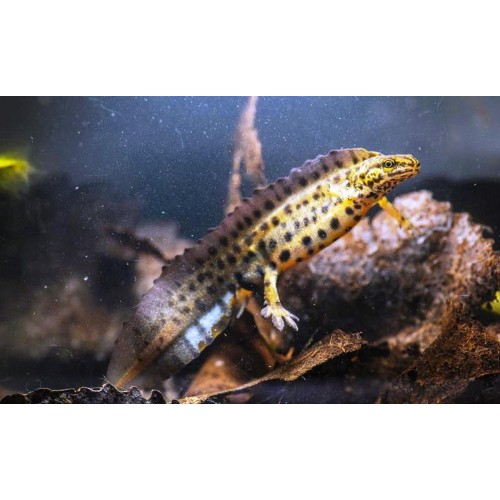 Lissotriton Vulgaris Semender (Nadir Ürün) 10-12 Cm 1 Adet