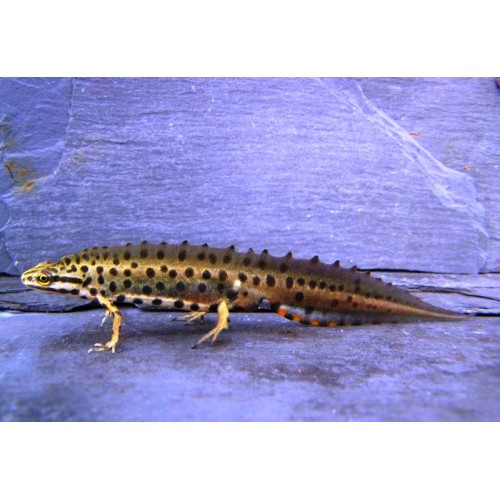 Lissotriton Vulgaris Semender (Nadir Ürün) 10-12 Cm 1 Adet