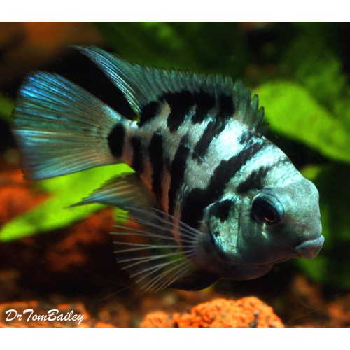 Mavi Balon Zebra Ciklet 3 Ad 5-6 Cm 1 Erkek 2 Dişi 