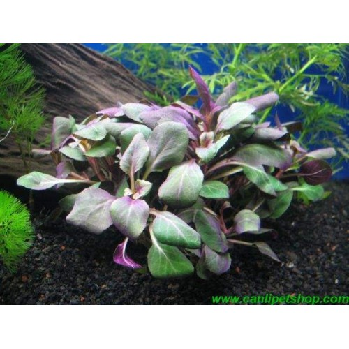 Lobelia Cardinalis Zemin Bitkisi 6 kök 