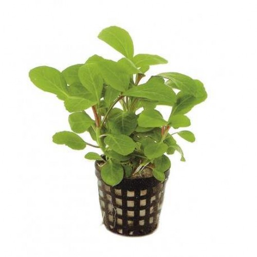 Lobelia Cardinalis Zemin Bitkisi 1 Saksı 6 kök