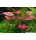 Nymphaea lotus (zenkeri) 1 Ad bakımı kolay