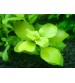 Gül Yeşil  10  kök -Tavsiye Bitki -- Bakımı Kolay