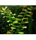 Gül Yeşil  10  kök -Tavsiye Bitki -- Bakımı Kolay