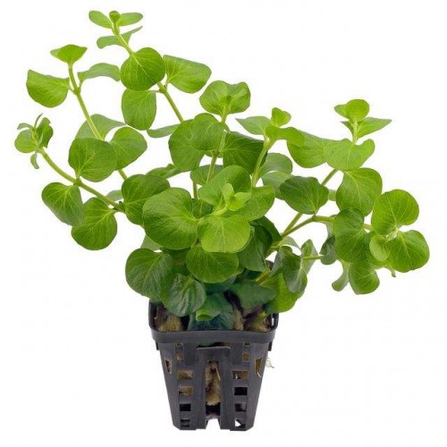 Lysimachia Nummularia 1 Saksı 5 Kök