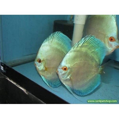 Discus Kobalt Mavi 1 Adc