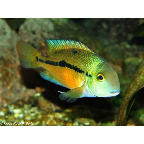 Kelebek Ciklet Macav (Hypsophrys nicaraguensis) 1 Ad 7-8 Cm