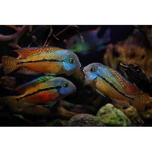 Kelebek Ciklet Macav (Hypsophrys nicaraguensis) 1 Ad 7-8 Cm