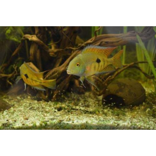 Kelebek Ciklet Macav (Hypsophrys nicaraguensis) 10 Ad 4-5 Cm
