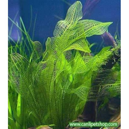 Aponogeton madagascarensis  1 Ad Soğan (Bakımı Kolay)
