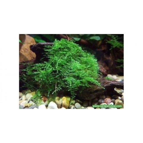 Moss "Mango köküne Sarılı Kök (Boy : 20 CM civarı)
