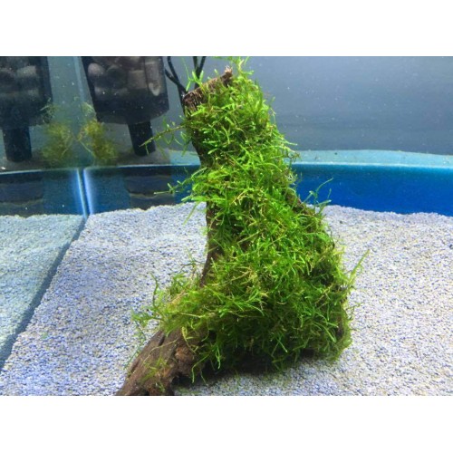 Moss "Mango köküne Sarılı Kök (Boy : 20 CM civarı)