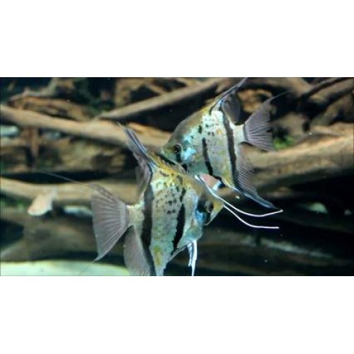 Melek Altum 1 adet 5-6 Cm
