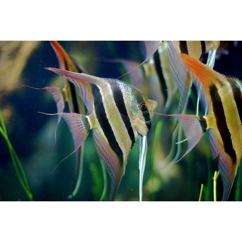 Melek Altum 1 adet 5-6 Cm