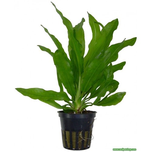 Cryptocoryne Martii 1 Ad 4-6 Cm